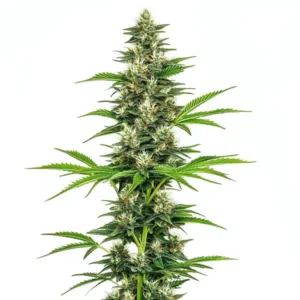 Chocolope Candy Regular