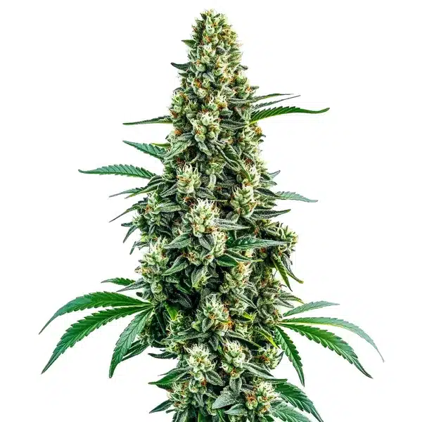 Chocolope Regular