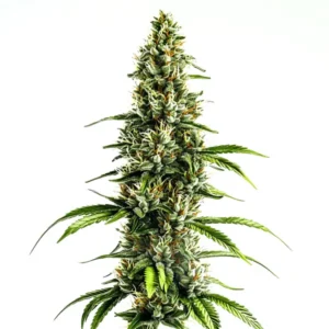 Chocolopez