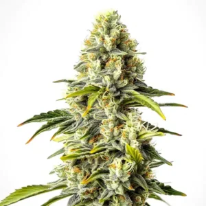 Critical Cheese Auto