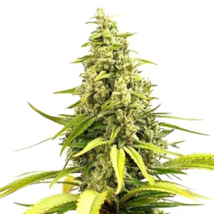 Critical Cream Caramel Auto
