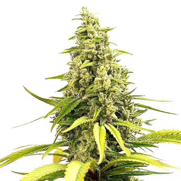 Critical Cream Caramel Auto