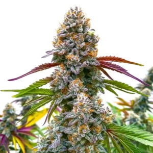 Critical Daddy Purple