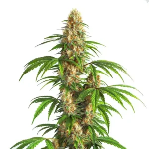 Critical Kush Auto