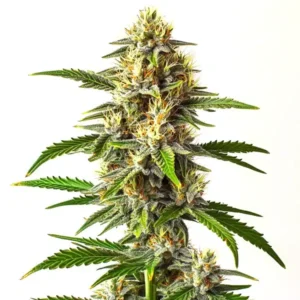Critical Mass Auto