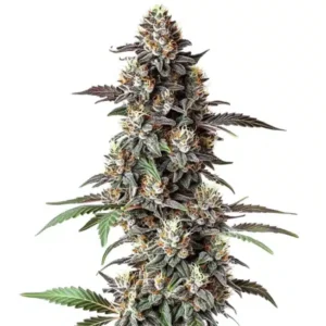 Critical Purple Regular