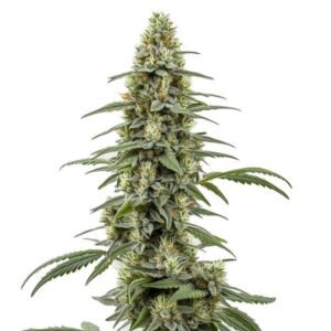 Critical x Northern Light Auto