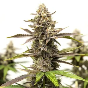 Dark Devil Auto