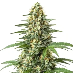 Durban Poison Regular