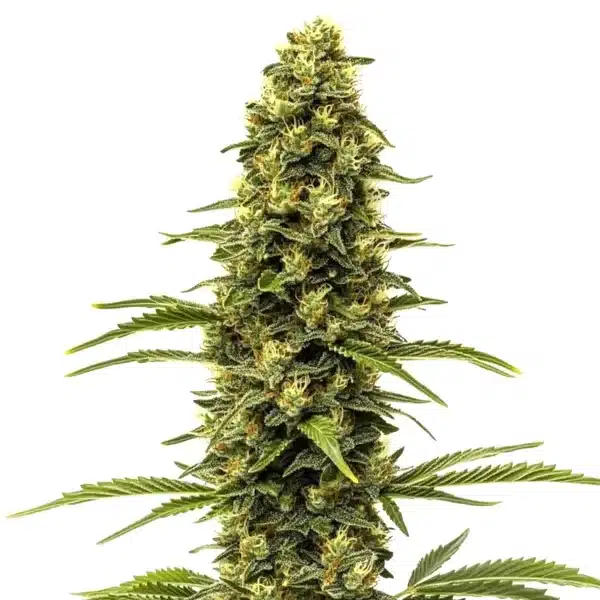 Early Skunk