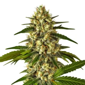 Fruit Auto