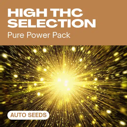 High THC Selection Auto