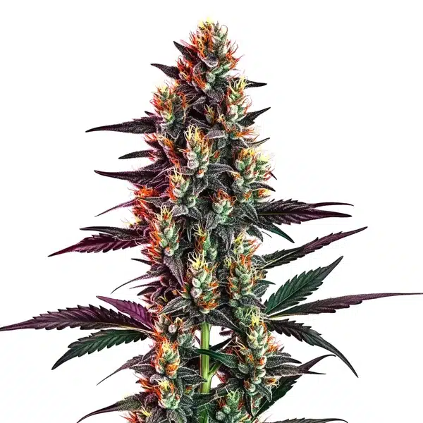Gelato Regular