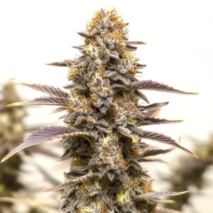 Gelato x Face OFF
