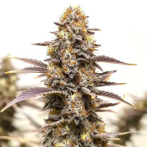Gelato x Face OFF