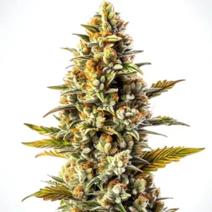 Gorilla Blue Auto