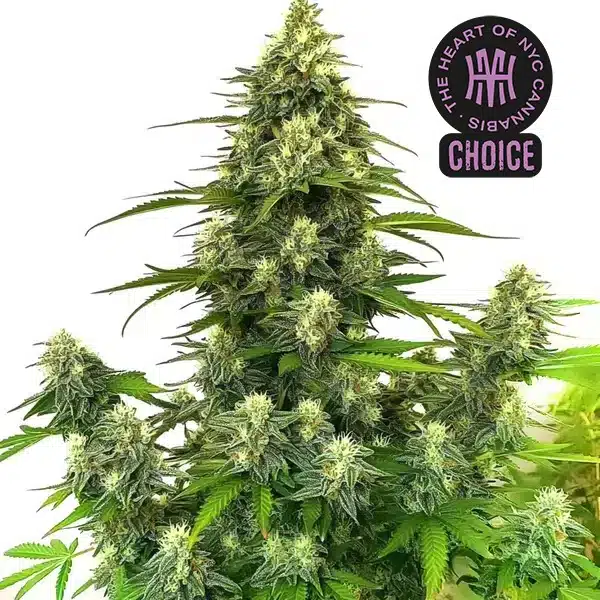 GG4 Autoflower HMC Edition
