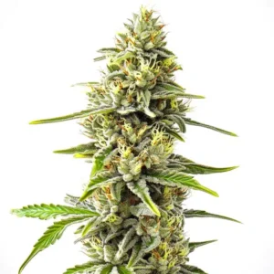 GG4 x Pellezino Regular