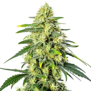 Gorilla Lemon Fire Regular