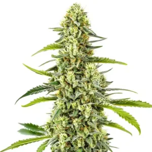 Tangie Kush Regular