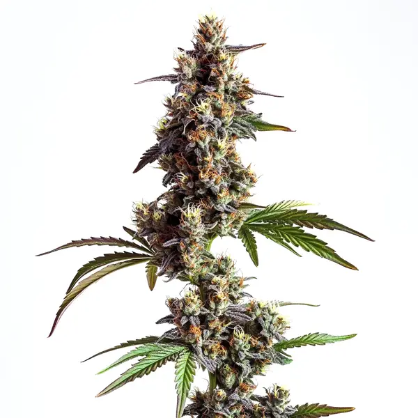 Grandaddy x Bruce Banner Regular