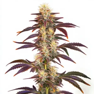 Grape Ape