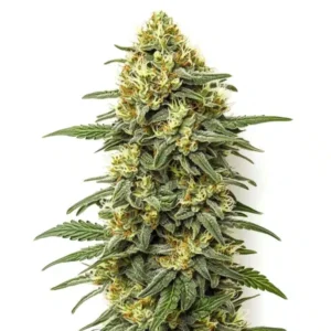 Grapefruit Regular