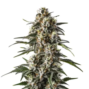Great White Shark