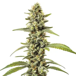 Great White Shark Regular