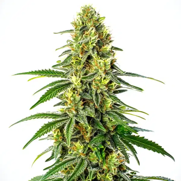 Green Crack x Super Silver Haze