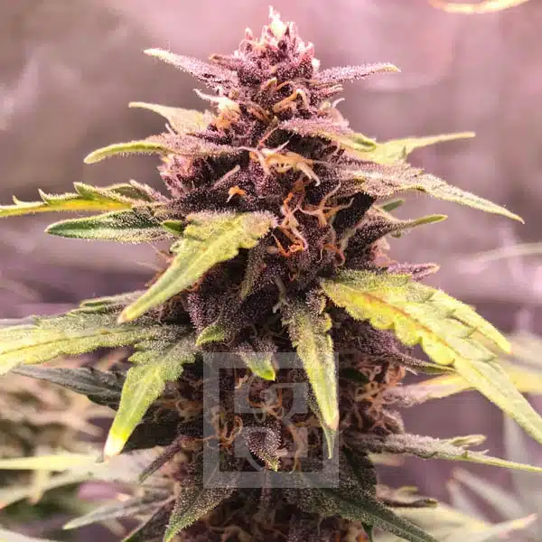 Grizzly Purple Auto - Image 11