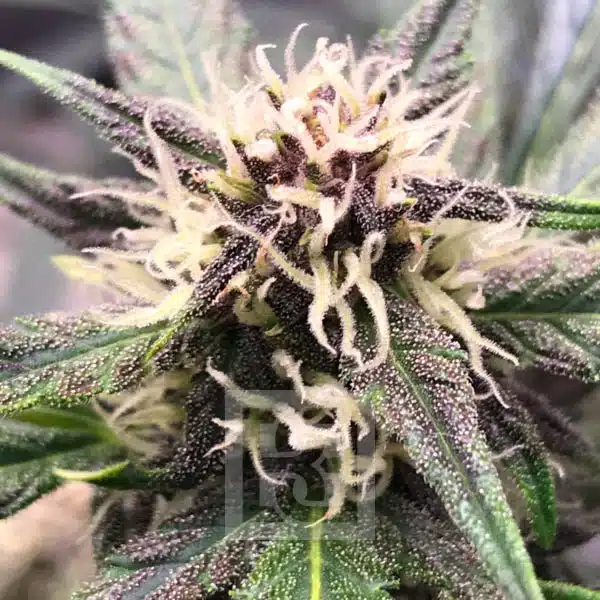 Grizzly Purple Auto - Image 7