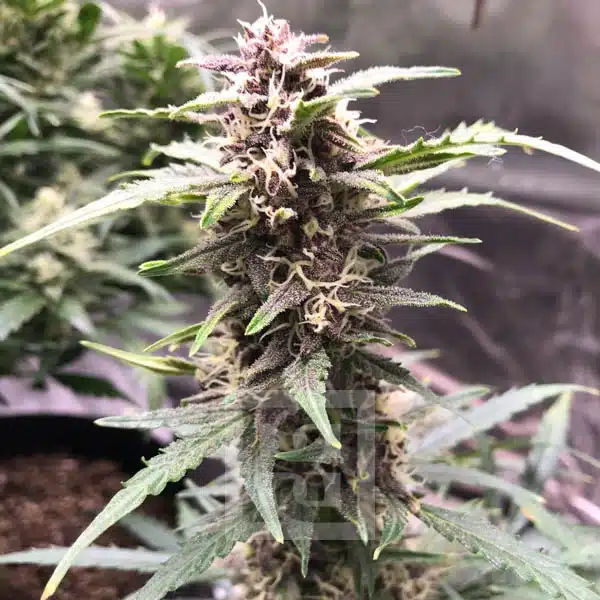 Grizzly Purple Auto - Image 10