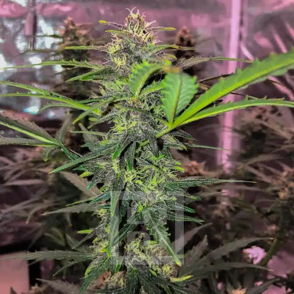 Grizzly Purple Auto - Image 9