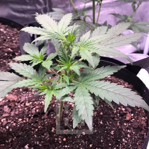 Grizzly Purple Auto - Image 4