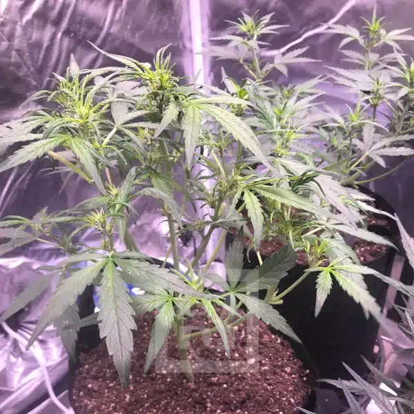 Grizzly Purple Auto - Image 5