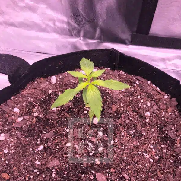 Grizzly Purple Auto - Image 2