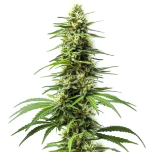 Harlequin