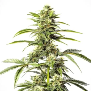 Hash Passion Regular