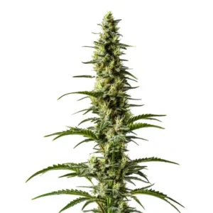 Hawaii x Purple Skunk Regular