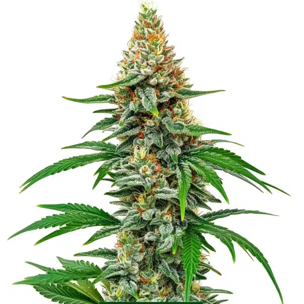 Hawaiian Snow
