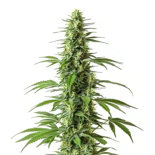 Haze CBD (1:1)
