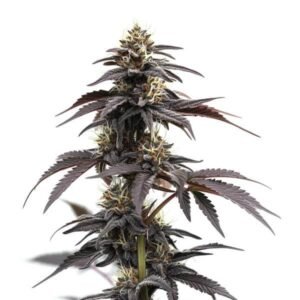 Headband Autoflower