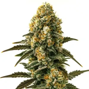 Jilly Bean Regular