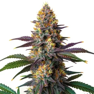 Kush Mints Fast Version