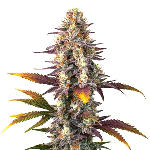 Kush Mints Regular