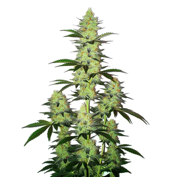 LA Confidential Autoflower
