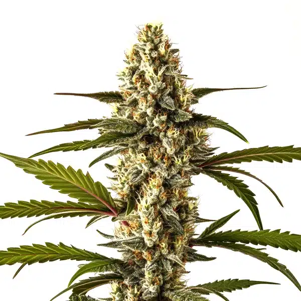 Lemon Haze Autoflower