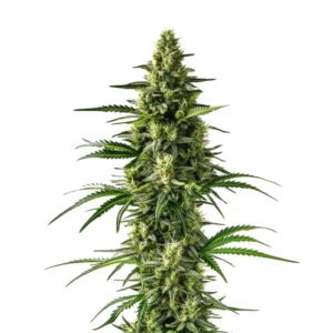 Lemon Tree