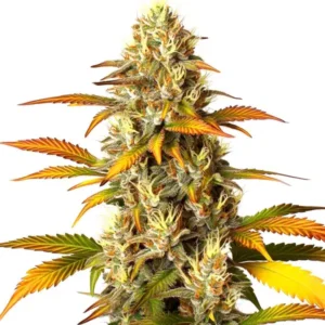 Melon Gum